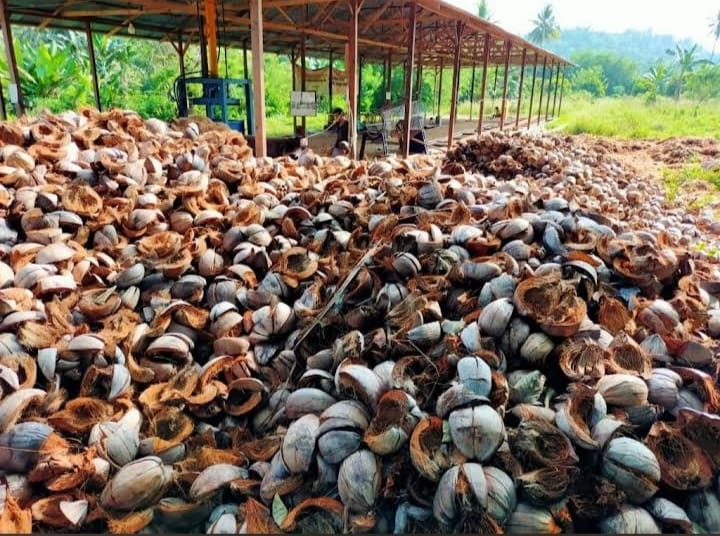 Coconut Plantation